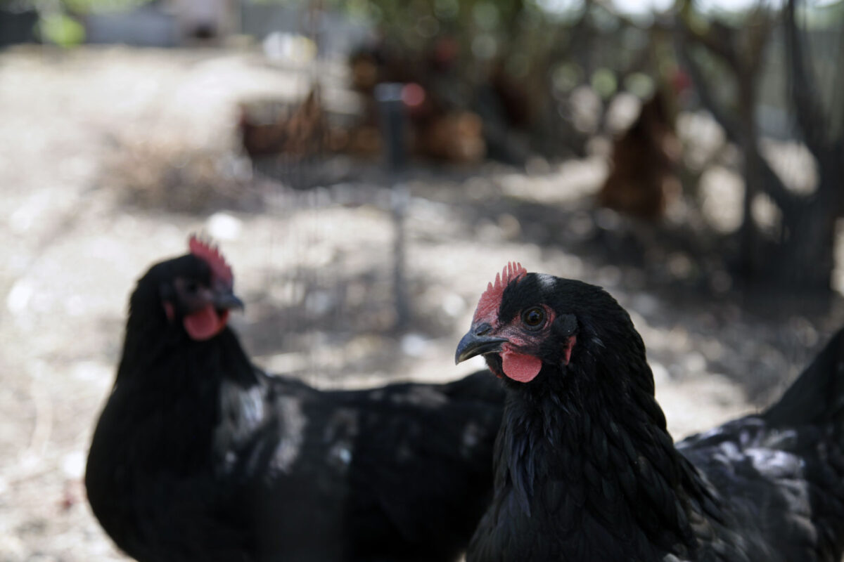 Avian flu detected in small groups of birds in Utah County News